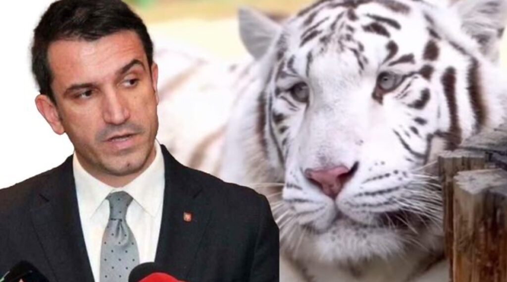 “Lufta brenda PS më e egër se kurrë”/ Teliti: Tigri i Veliajt kod për shefin e madh