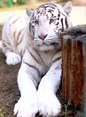 Tigri i Erionit, mesazh për kopshtin zoologjik të Ramës
