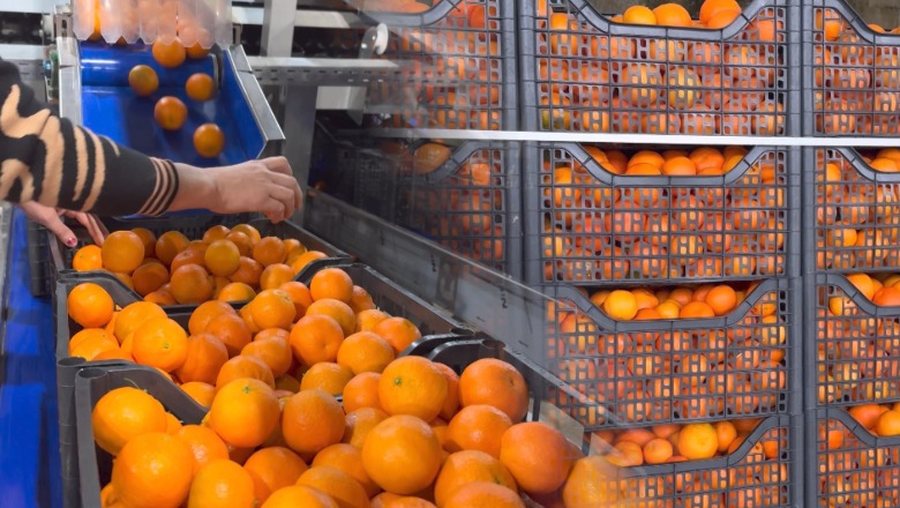 10 tonë mandarinat me pesticide që u kthyen nga Kroacia, u hodhën në tregun shqiptar për konsumim; 3 në pranga