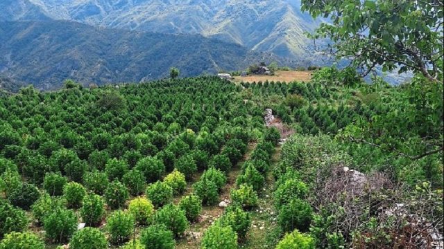 Dikur u vra një punonjës policie/ Lazarati pjesë e 10 zonave ku kanabisi do të kultivohet për qëllime mjekësore