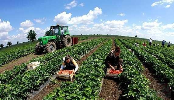 Bujqësia, industria dhe shërbimet sektorët me mungesa në punonjës dhe me informalitetin më të lartë në paga